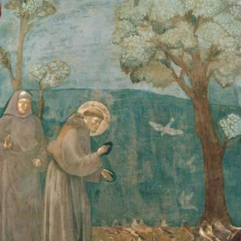 shop Giotto, Predica agli Uccelli